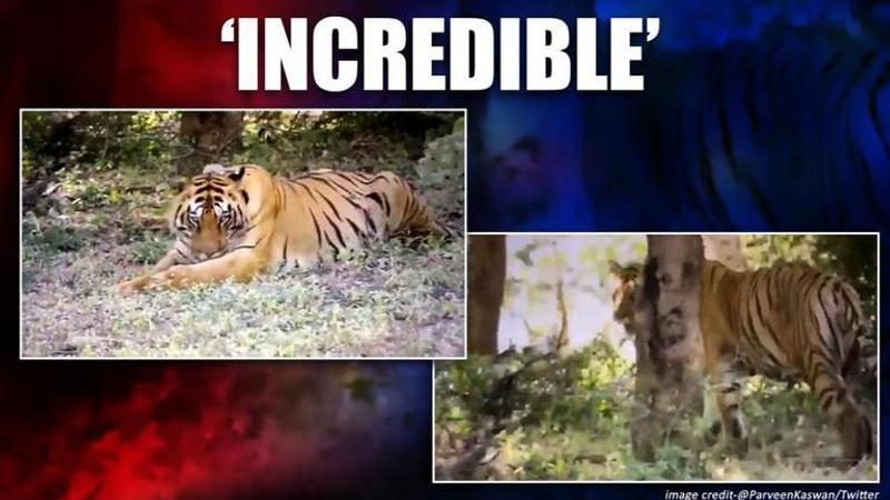 Tiger's radio collar removed, incredible video shared by Parveen Kaswan