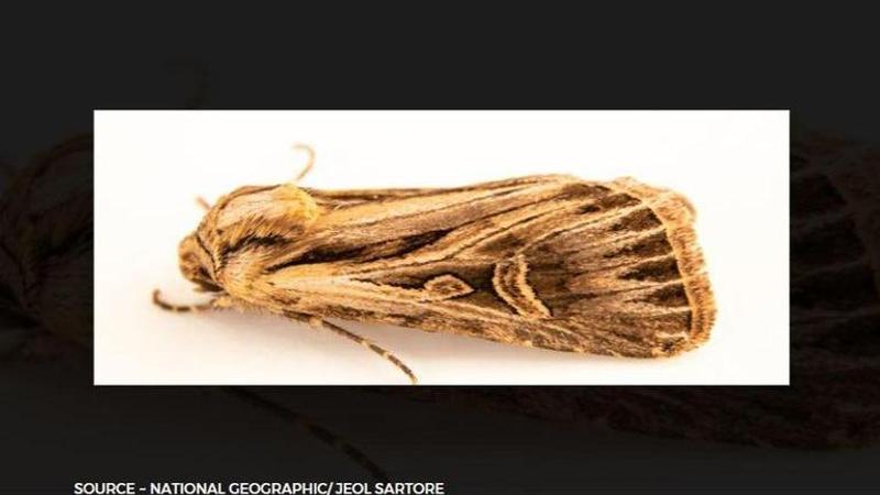 long toothed dart moth