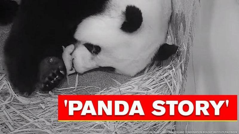 Video shows giant panda comforting teeny offspring in US zoo. Watch