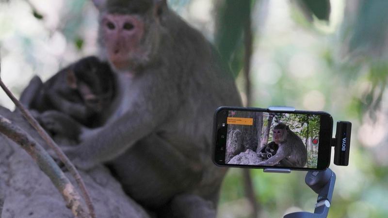  Cambodia is investigating YouTubers' abuse of monkeys at the Angkor UNESCO site