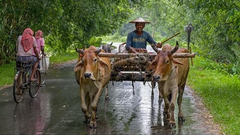 Heavy rains in Palghar district