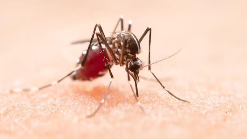 Mumbai Sees Uptick in Malaria, H1N1 Cases in July; Drop in Dengue