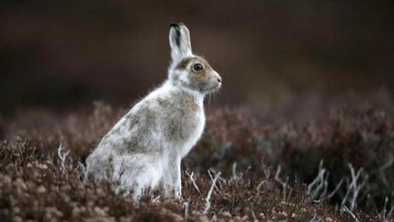 Arctic hare