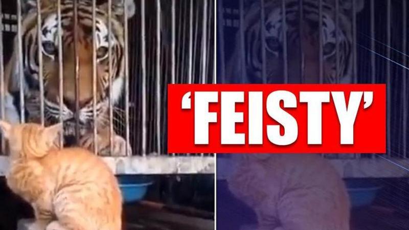 Hilarious video of tiger fearing a house cat leaves netizens in splits