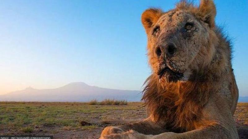 Africa’s oldest lion