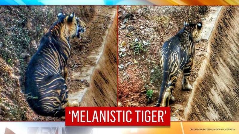 Rare Black Tiger spotted by amateur photographer in Odisha | See pics