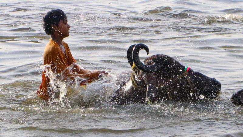 A child sits on a buffalo as they cool themselves in a water body for respite from the scorching heat on a hot summer day, in Nagpur, Thursday, May 30, 2024. (PTI Photo)