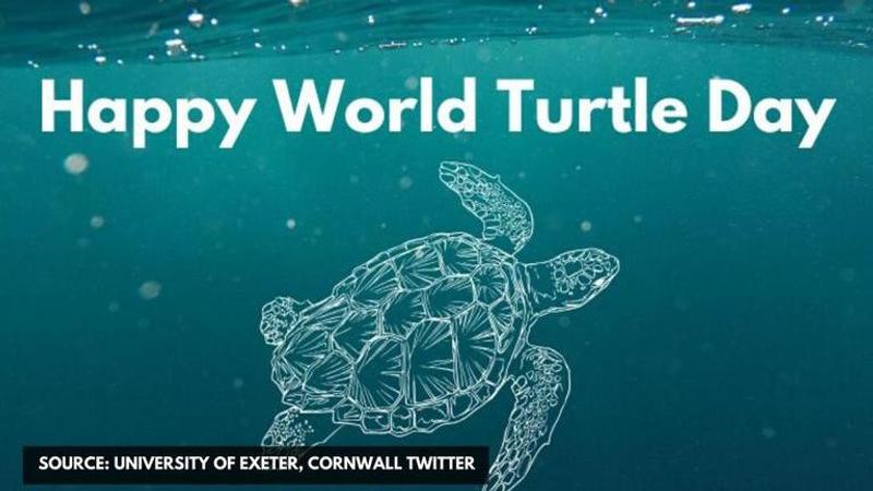 world turtle day images