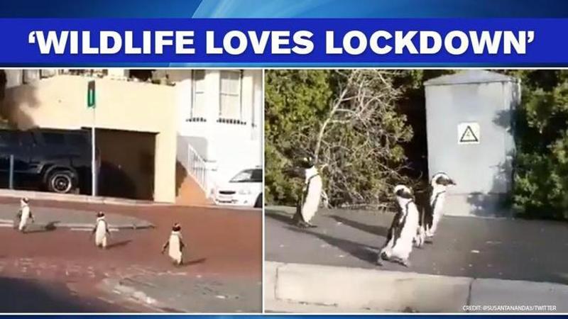 Penguins 'search for humans' on deserted streets in South Africa amid lockdown