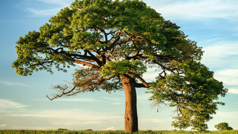 Trees That Sheltered Lord Rama, Laxmana, Sita During Exile 