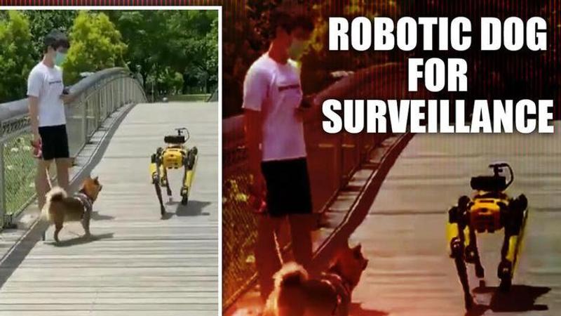 Robot Dog