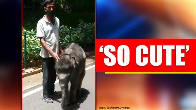 Karnataka: 'Cute' bond between baby elephant and trainer wins internet