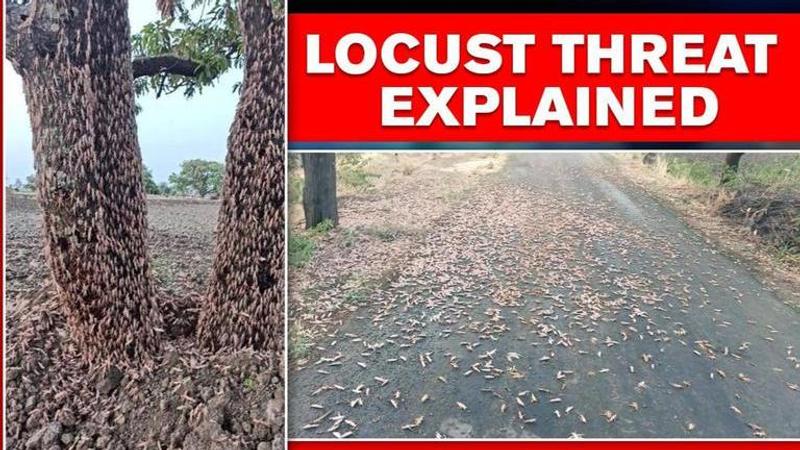 Locust