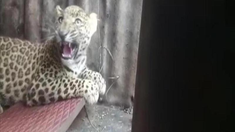 Nashik: Forest Department captures leopard, to be sent to Borivali National Park