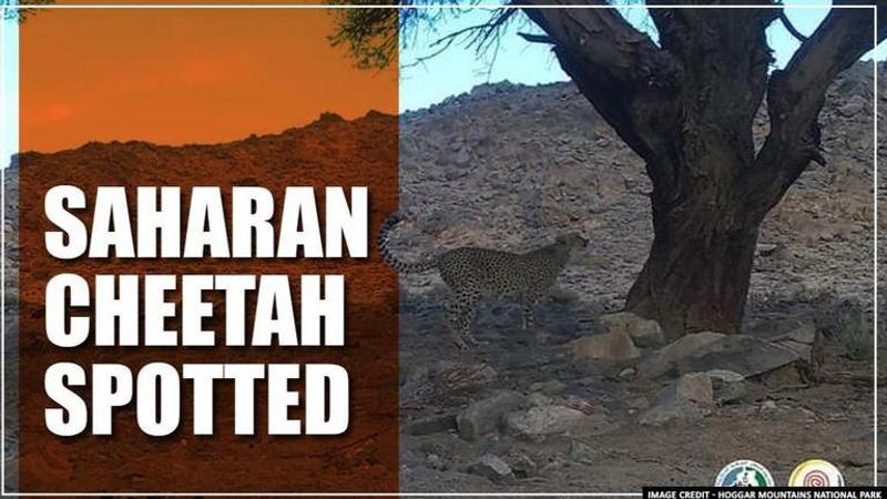 Algeria: Scientists spot rare Saharan cheetah, share picture