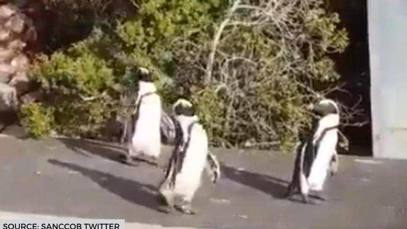 South African penguins