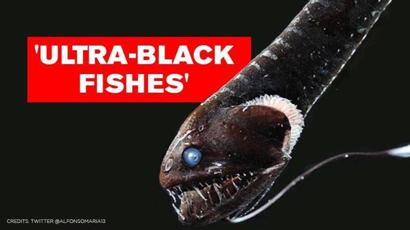 blackest fish