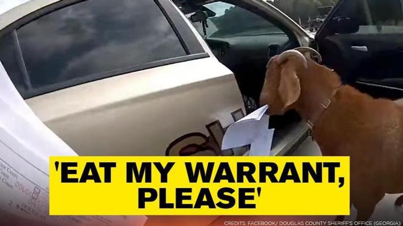 Goat eats Police paperwork in US, video leaves internet chuckling