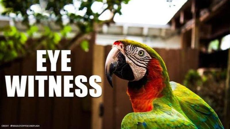 Parrot who heard owners last words might serve as witness in Argentina