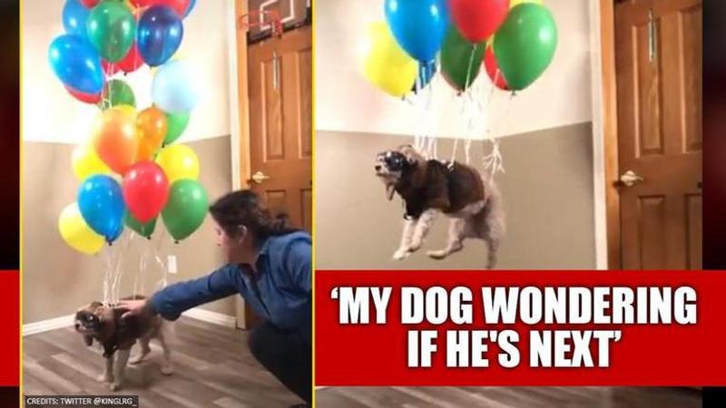 Owner uses balloons to make dog float, netizens highly amused