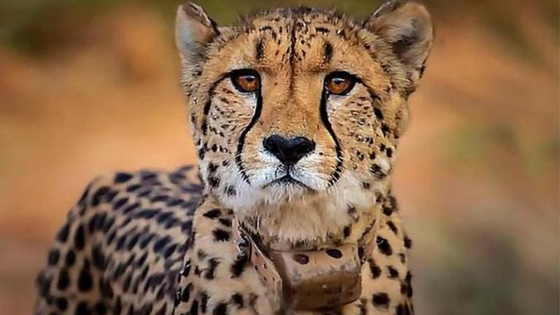 Cheetah death