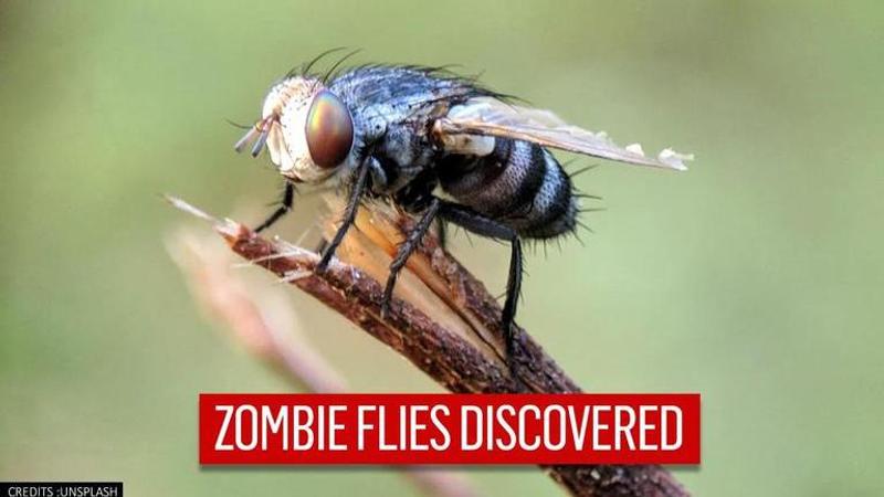 Zombie flies