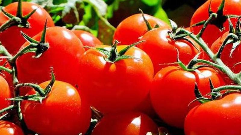 Tomato prices