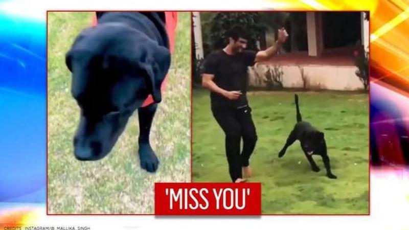 Sushant Singh Rajput's dog Fudge's latest video make fans emotional, say 'miss you SSR'