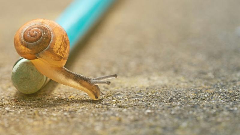 Snail mucin is a mucous substance that snails secrete for hydration, lubrication and adhesion purposes.