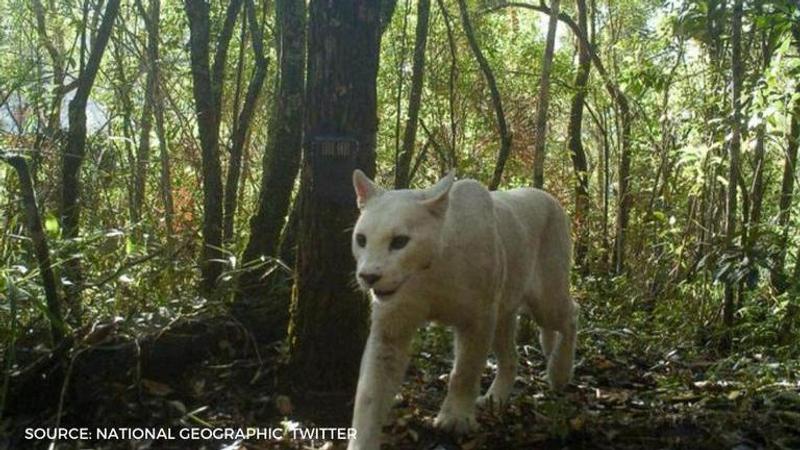 white cougar