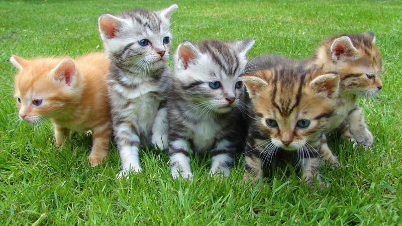 Purr-fect Tips To Litter Train Your Kitten