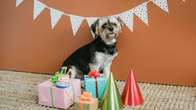 Party For Pet Dogs