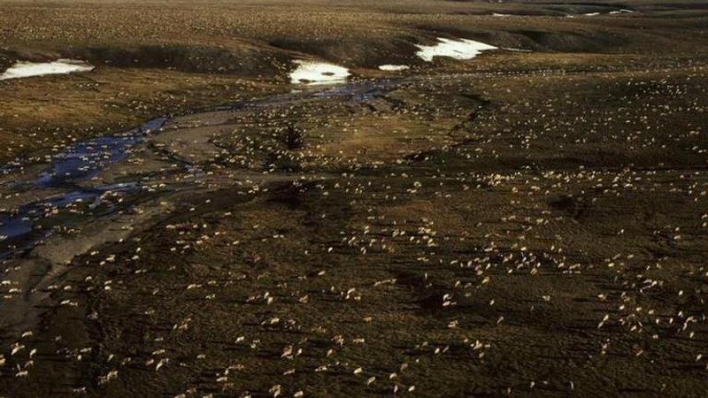 Biden signals plans to halt oil activity in Arctic refuge