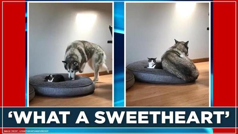 Adorable video of dog and cat sharing a couch breaks internet