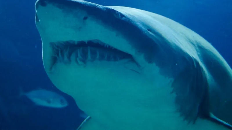 Fisherman nabs 12-foot shark.