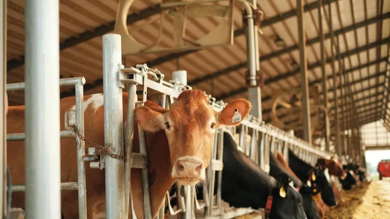 Gujarat dairy sector