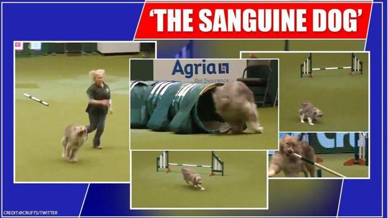 Video of rescue dog's disastrous run at Crufts leaves internet in splits