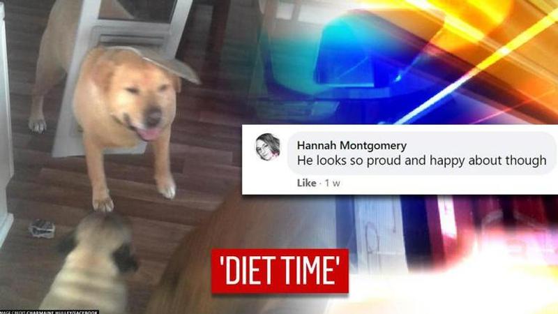 Dog put on strict diet after getting stuck in a door, viral pics leave netizens in splits