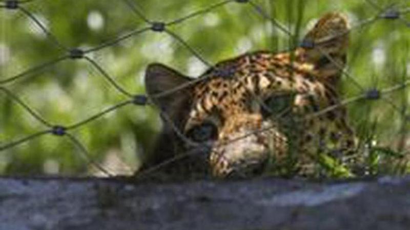 Pair of rare leopard cubs romp at San Diego Zoo