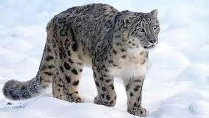 Snow leopard kills 37 livestock in Ladakh