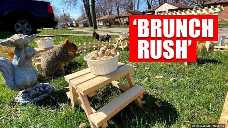 Good News: US man sets up mini restaurant for squirrels in park, netizens impressed