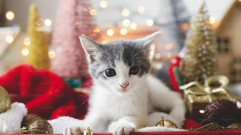 Animal shelter hails 'true miracle' of Christmas after only one cat left without home.