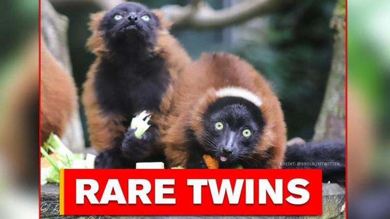 Twin lemurs born at Singapore Zoo in a rare double birth