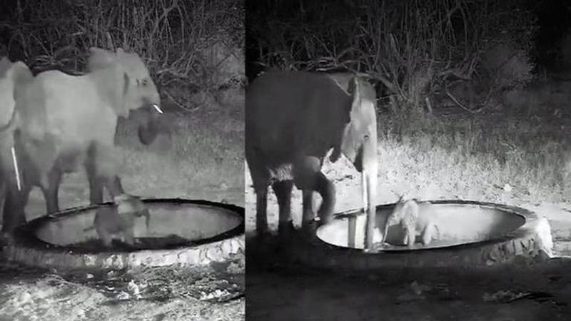 Kenya, Baby elephant