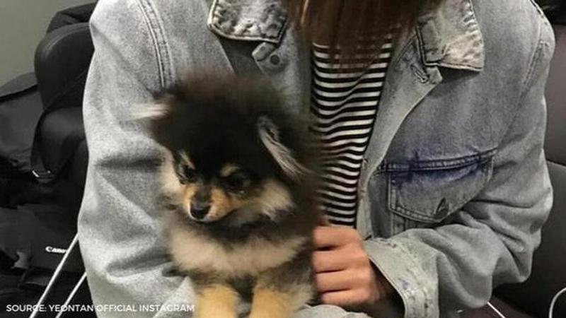 BTS crew V's pet dog storms internet as he accompanies singer during ...