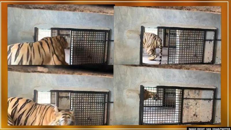 Bhopal: 5-year-old tiger forced to spend life in enclosure, netizens furious