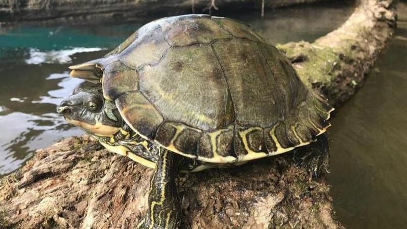 Federal government decide upon 2 Mississippi turtles protection