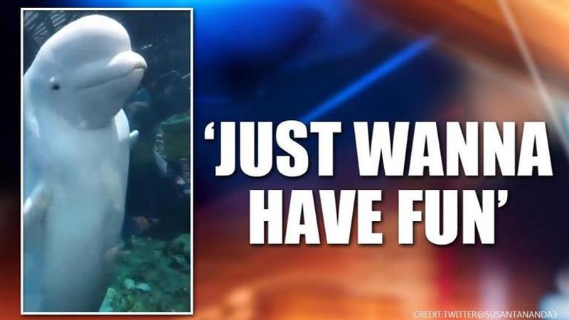 Video shows 'mischievous' Beluga whale throwing water, laughing at humans