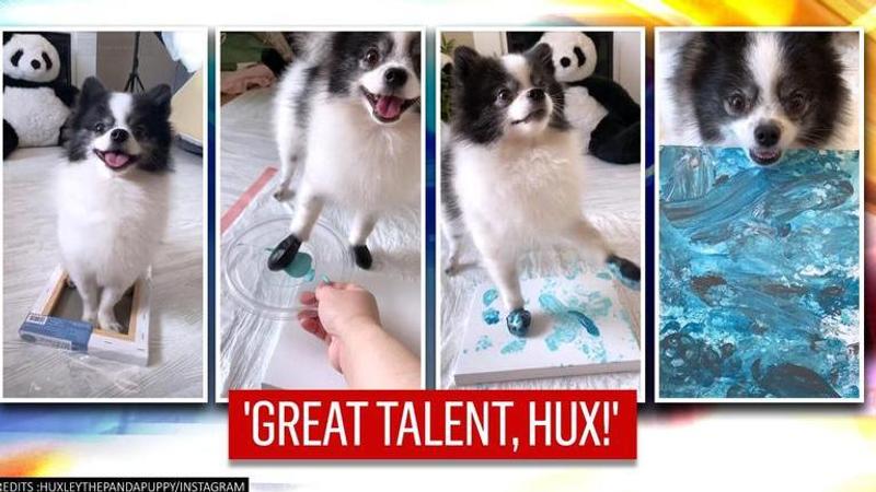 'Picasso pup': Dog paints abstract art with paws |Watch video