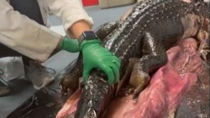 Viral: 5-Ft Alligator Found Inside Python's Stomach